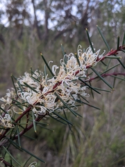 Hakea teretifolia