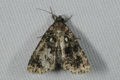 Callopistria latreillei