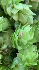 Enoplognatha ovata