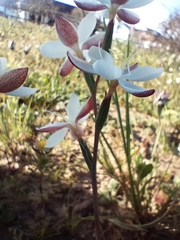 Hesperantha falcata
