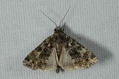 Callopistria latreillei