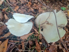 Agaricus arvensis