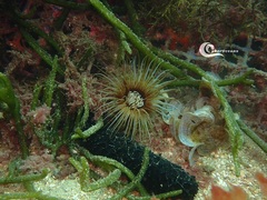 Cerianthus membranaceus