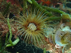 Cerianthus membranaceus