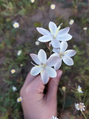 Hesperantha falcata