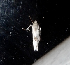 Crambidae
