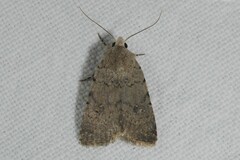 Caradrina flavirena