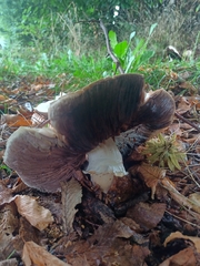 Agaricus arvensis