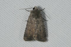 Caradrina flavirena