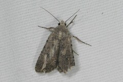 Caradrina flavirena