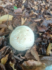 Agaricus arvensis