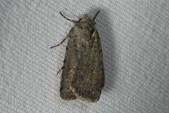 Caradrina flavirena
