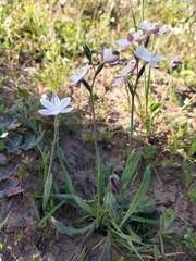 Hesperantha falcata