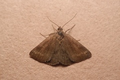 Phytometra viridaria