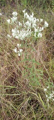 Eupatorium leucolepis