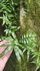 Arthropteris tenella