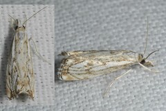 Catoptria falsella