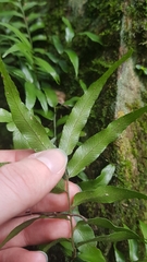 Arthropteris tenella