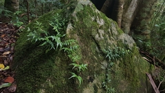 Arthropteris tenella