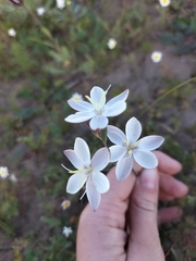 Hesperantha falcata