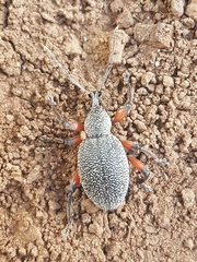 Otiorhynchus cardiniger