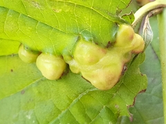 Hormaphis hamamelidis