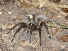 Sericopelma