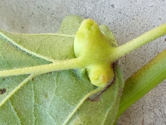 Hormaphis hamamelidis