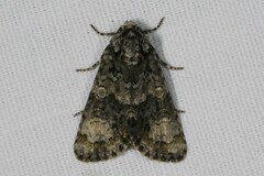 Craniophora ligustri