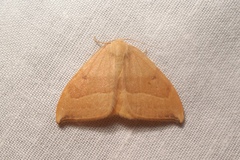 Watsonalla cultraria