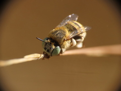 Anthophora bimaculata