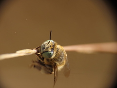 Anthophora bimaculata