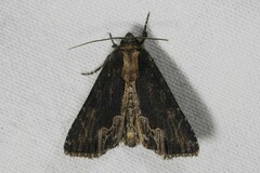 Dypterygia scabriuscula