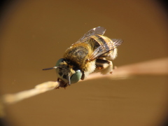 Anthophora bimaculata