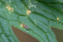 Entomobryidae