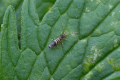Entomobryidae