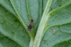 Entomobryidae