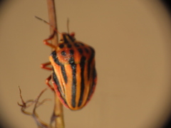 Graphosoma semipunctatum