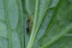 Entomobryidae