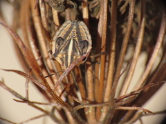 Graphosoma semipunctatum