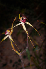 Caladenia heberleana