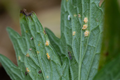 Entomobryidae
