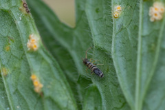 Entomobryidae