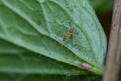 Entomobryidae