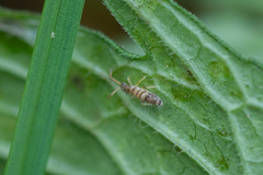 Entomobryidae