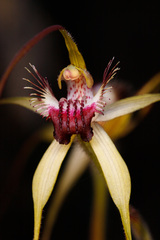 Caladenia heberleana