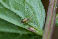 Entomobryidae