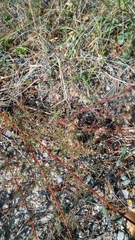 Artemisia campestris