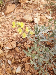 Calobota