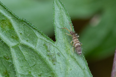 Entomobryidae